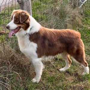 Pension Canine Du Bonheur D’émir