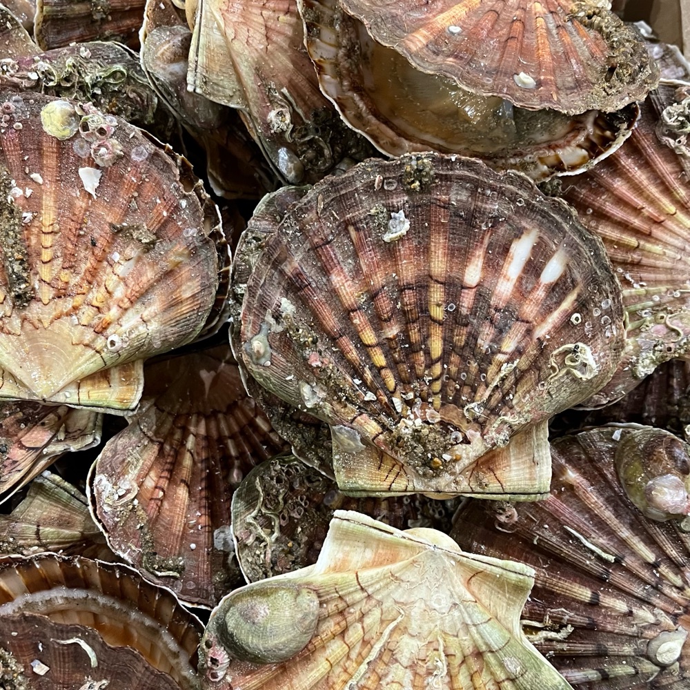 Les Fruits De Mer Sont Arrivés !