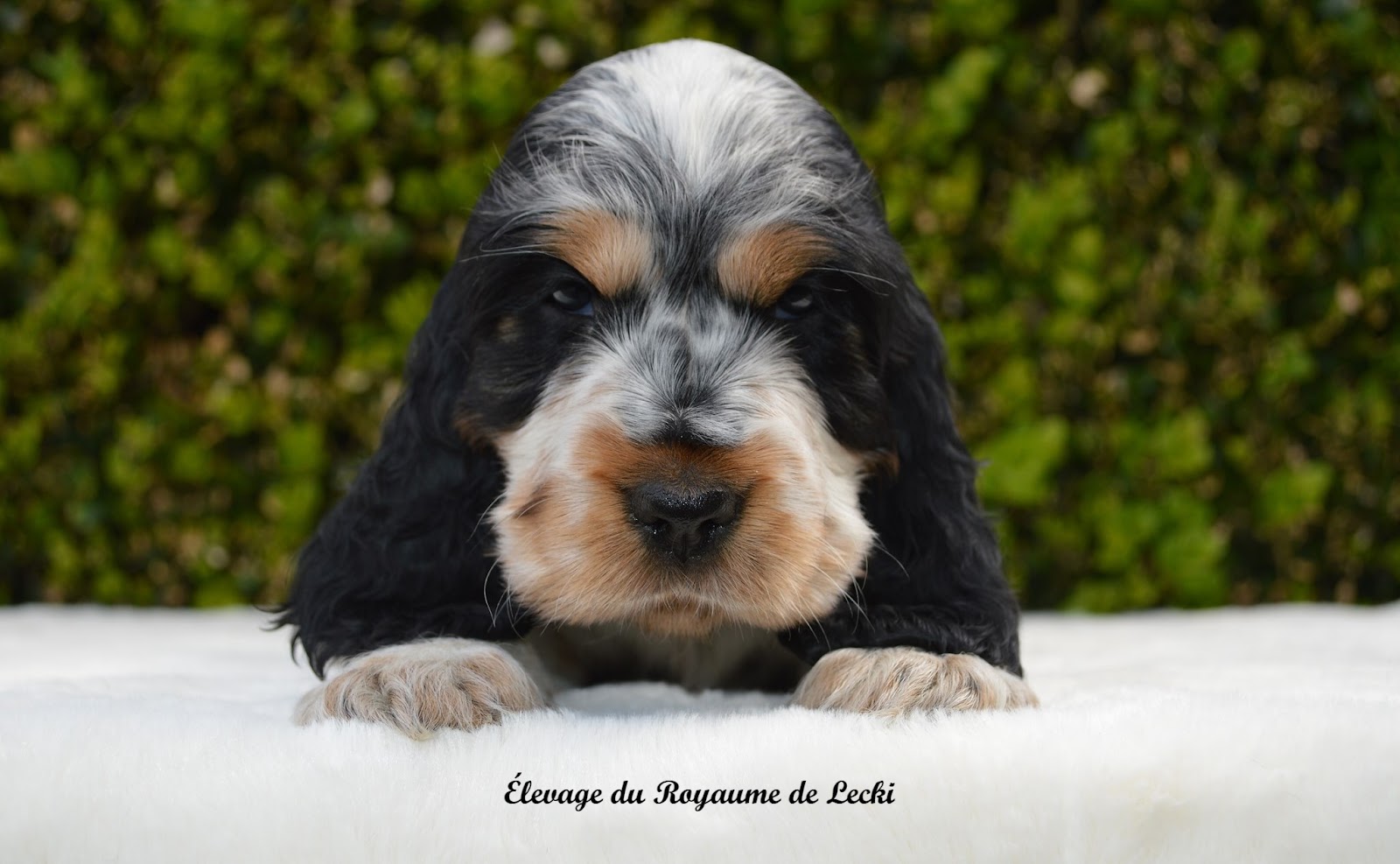 Élevage & Toilettage : Le Royaume De Lecki