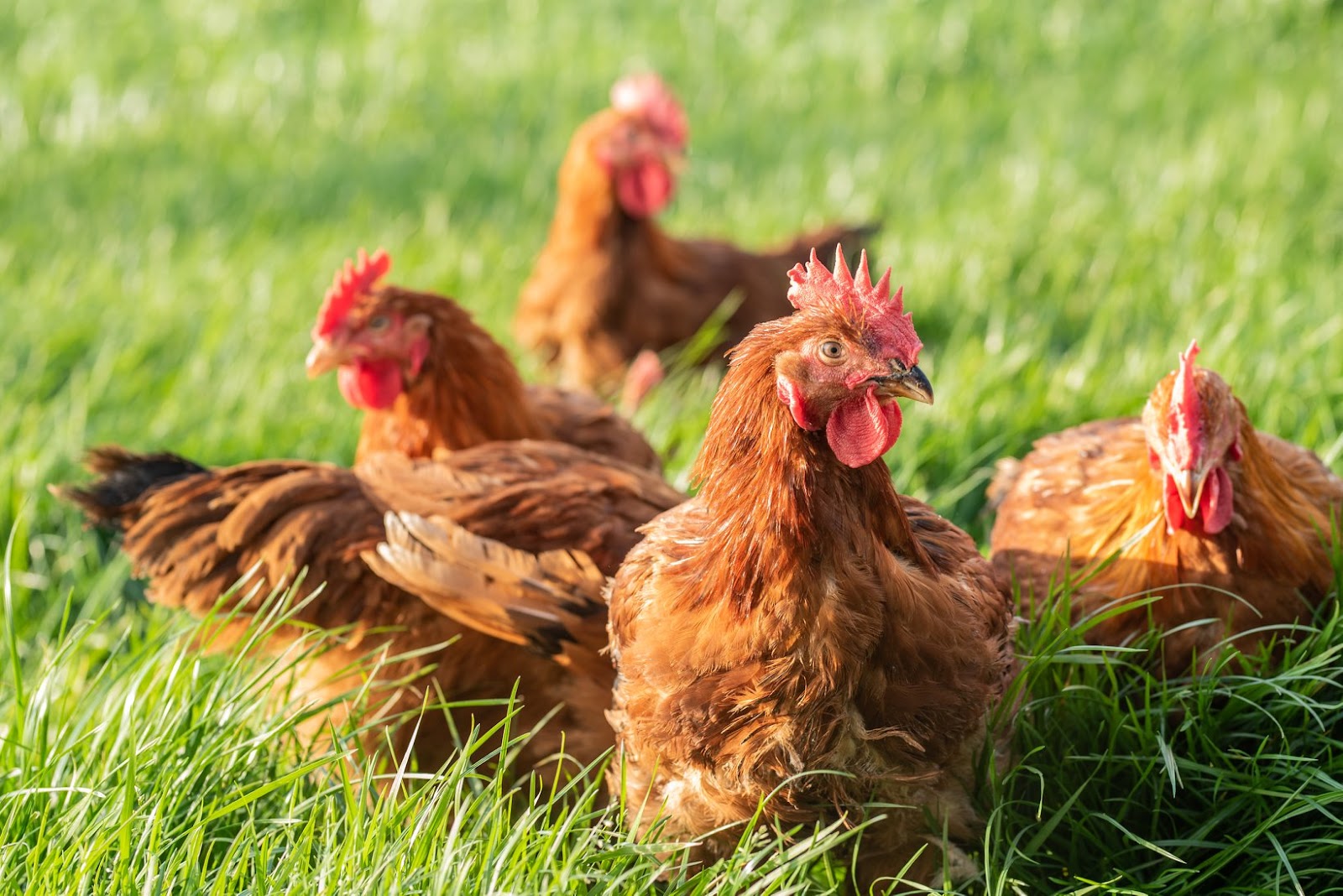 Élevage Des 4 Vents