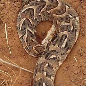 Direction Départementale De L’agriculture De L’elevage Et De La Pêche (Ddaep) - Ouémé