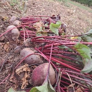 La Ferme Du Beauvaisis