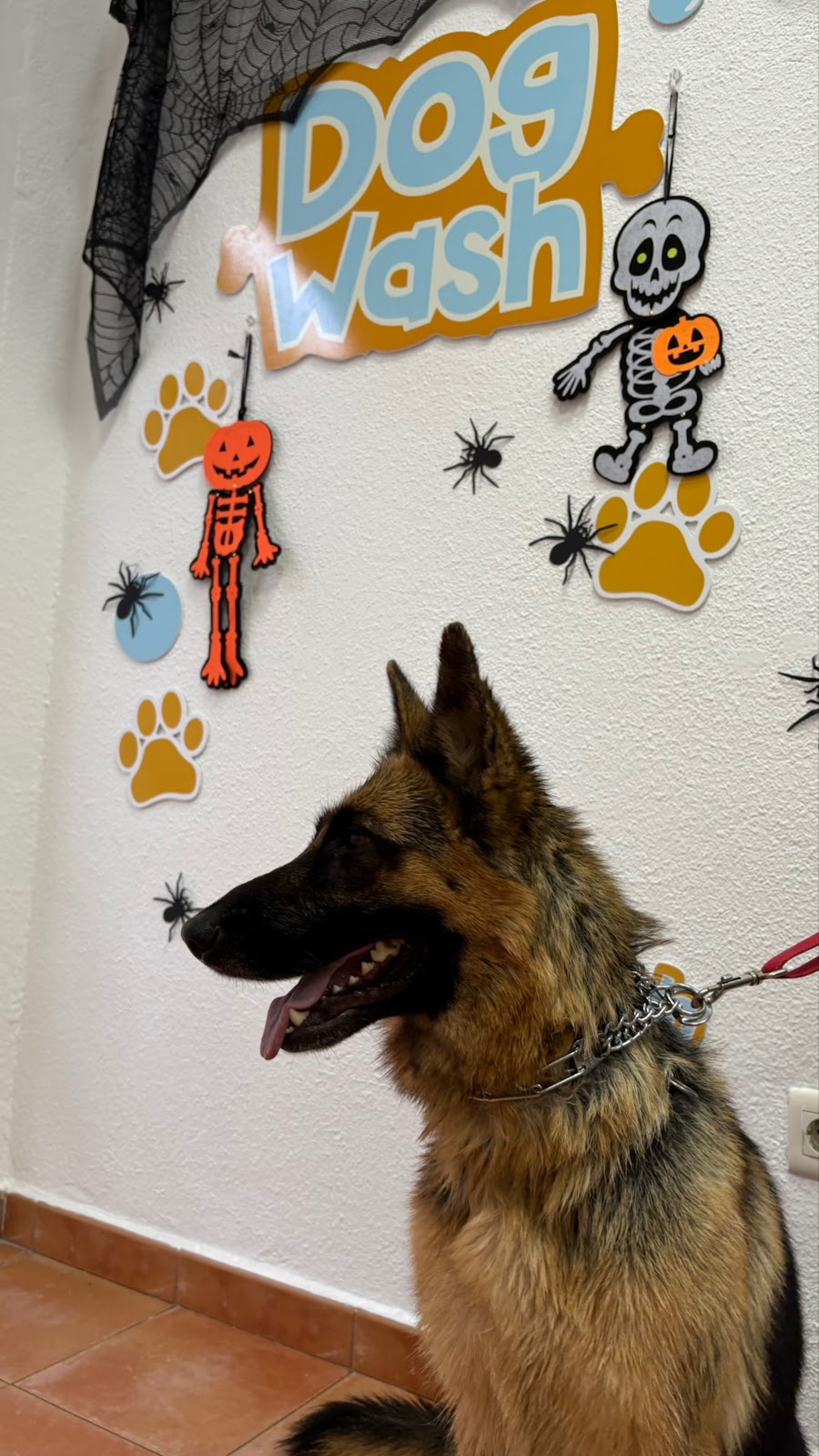 Dogwash Villarrobledo