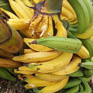 Vente De Gombo Et De Banane Plantain 