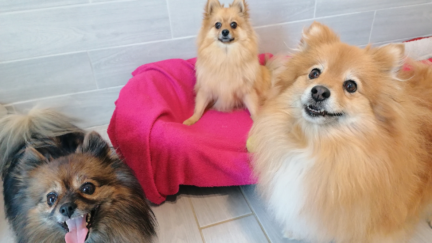 Angie Et La Compagnie - Pension Sans Box